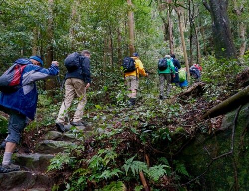 Sulle tracce dei pellegrini: camminare sul Kumano Kodo